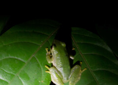 Pristimantis omeviridis