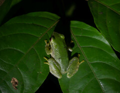 Pristimantis omeviridis