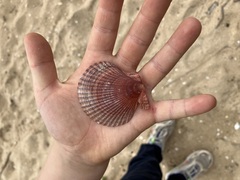 Mimachlamys asperrima