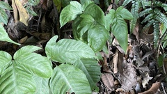 Tectaria polymorpha