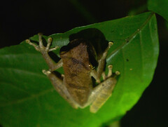 Osteocephalus yasuni