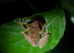 Osteocephalus yasuni