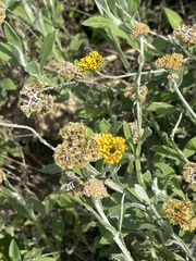 Helichrysum odoratissimum