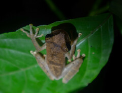 Osteocephalus yasuni