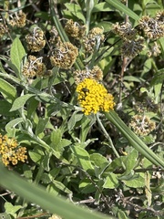 Helichrysum odoratissimum
