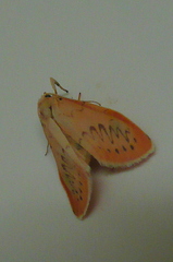 Miltochrista miniata