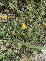 Helichrysum odoratissimum