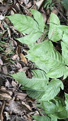 Tectaria polymorpha