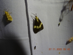 Nyctemera lacticinia