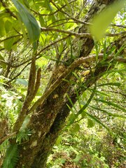 Korthalsella complanata