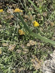 Helichrysum odoratissimum
