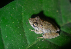 Pristimantis lanthanites