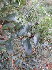 Tricalysia sonderiana