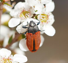 Castiarina erythroptera