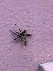 Spartaeinae