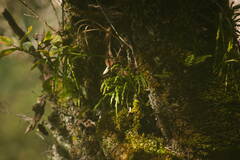 Psilotum complanatum