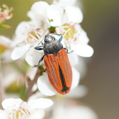 Castiarina erythroptera
