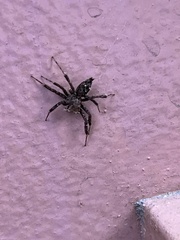 Spartaeinae