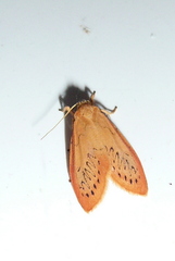 Miltochrista miniata