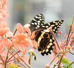 Papilio demodocus demodocus