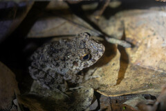 Oreobates quixensis