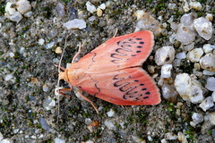 Miltochrista miniata