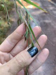 Themeda villosa