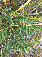 Dendrophyllanthus