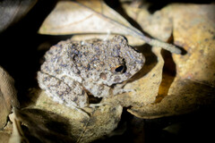 Oreobates quixensis