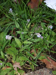 Myosotis arvensis