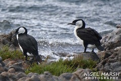 Phalacrocorax fuscescens