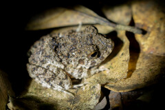 Oreobates quixensis