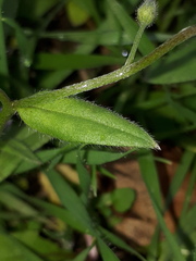 Myosotis arvensis