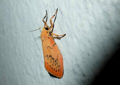 Miltochrista miniata