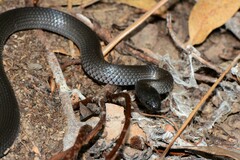 Cryptophis nigrescens