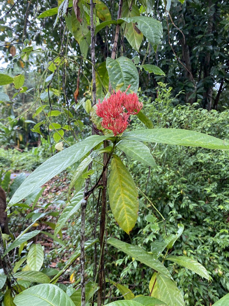 Ixora longshanensis (Ixora longshanensis)