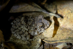 Oreobates quixensis