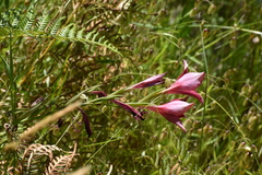 Gladiolus cardinalis