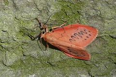 Miltochrista miniata