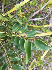 Dendrophyllanthus