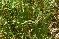 Gladiolus cardinalis