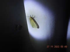 Pareuchaetes insulata