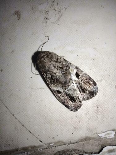 Lawn Armyworm Moth photo 5
