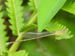 Pseudagrion microcephalum