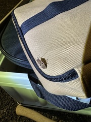 Physopelta quadriguttata