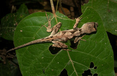 Anolis scypheus