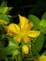 Hypericum × desetangsii