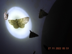 Polydesma boarmoides