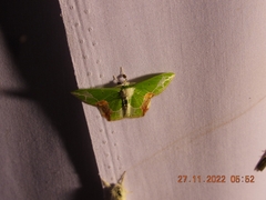 Protuliocnemis partita