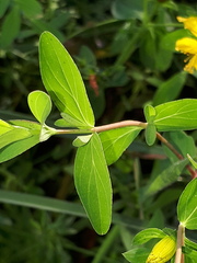 Hypericum × desetangsii